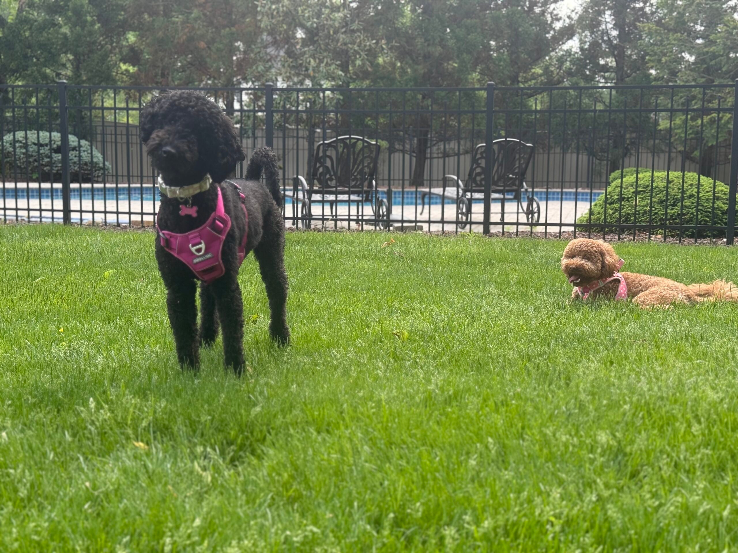 Fetch, Frolic, Repeat: Our Go-To Dog Parks in the Delaware Valley